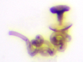 Acrotriches sitkaensis